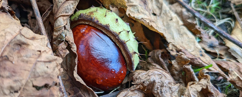 A conker in brown autumn leaves