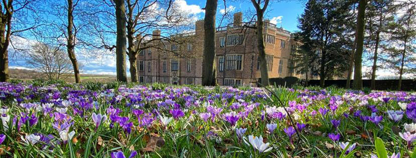 Temple Newsam House in the background on a sunny spring day with purple and white bulbs sprouting in the foreground