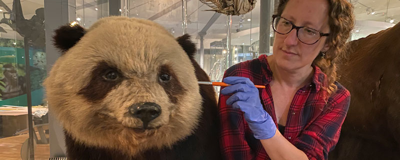 Grandma the taxidermy panda being conserved by curator of natural science, Rebecca Machin