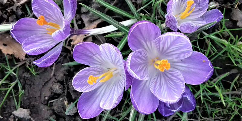 a close-up of some purple spring flowers