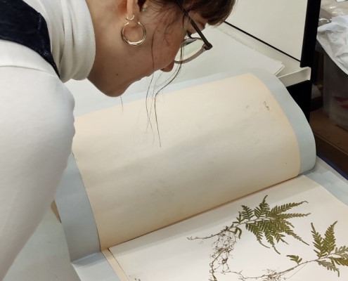 Audience Development Officer Sara Merritt looks at a hermarium page from the collections