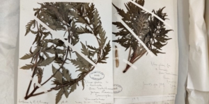 Two sheets of paper displaying dried and pressed plant specimens and handwritten notes 
