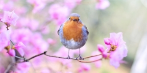 A robin with pink blossoms in the background
