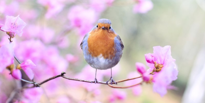 A robin with pink blossoms in the background