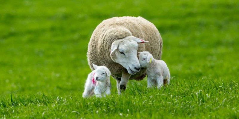 A ewe (female sheep) with twin newborn lambs in a lush green field