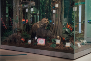 A case in the Life on Earth gallery with taxidermy animals including a leopard, warthog, and armadillo
