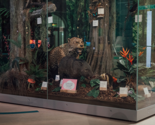 A case in the Life on Earth gallery with taxidermy animals including a jaguar and a peccary.