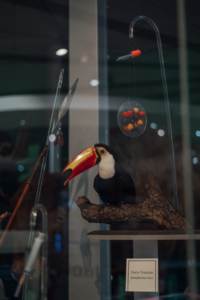 A taxidermy toucan in the Life On Earth gallery