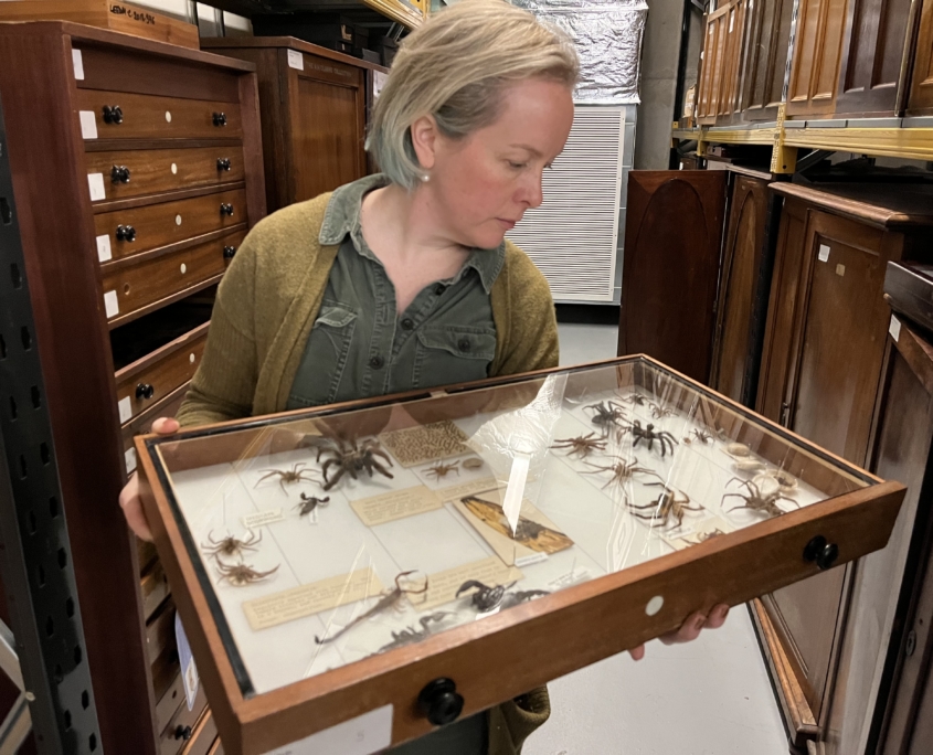 Natural Science curator with spiders from the collection