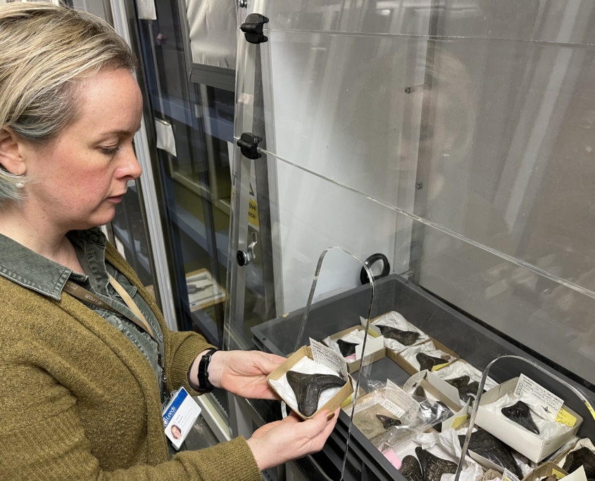 Natural Science curator with Leeds Museums and Galleries collection of Megalodon teeth