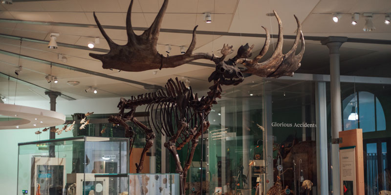 Giant Elk skeleton in Life on Earth gallery