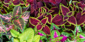 A selection off brightly coloured Coleus plants