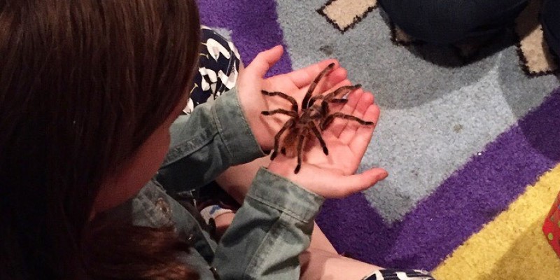 A young child holds a tarantula in her hands
