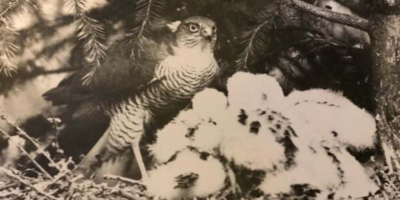 Black and white photograph of a Sparrowhawk in a tree