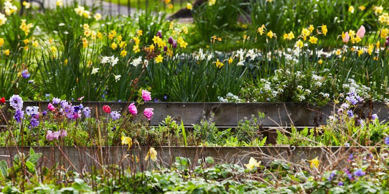 Colourful flowers in Kirkstall Abbey garden