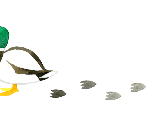 An illustration of a duck with footprints on a white background