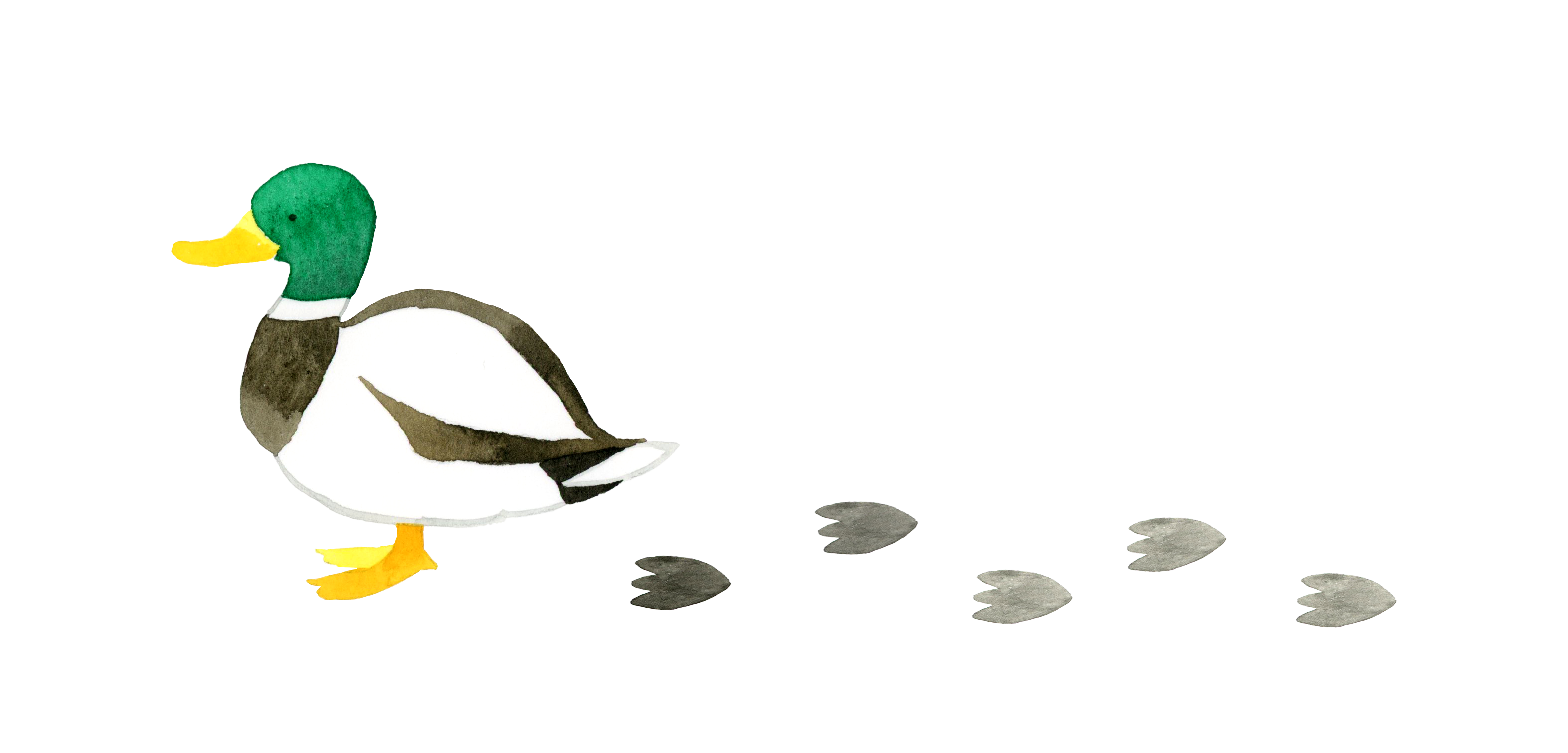 An illustration of a duck with footprints on a white background