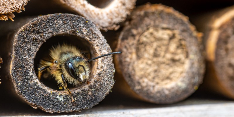 bee inside a hollow piece of wood