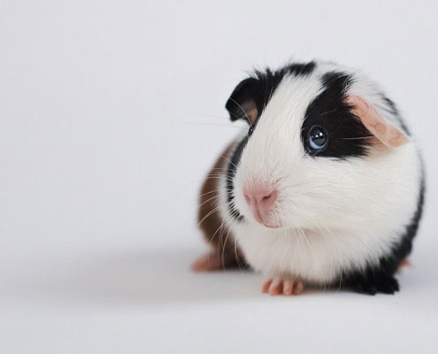 A guinea pig standing in a studio background