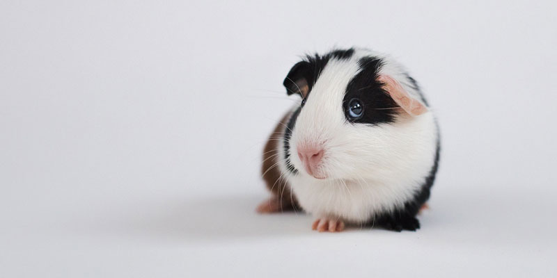 A guinea pig standing in a studio background