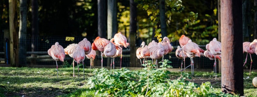 Several flamingos standing in a group