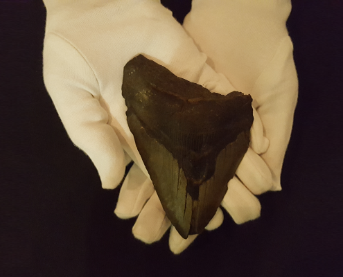 a person's hands wearing white gloves holding a megalodon tooth