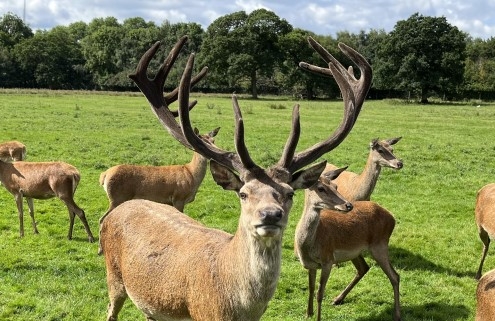 Deer in a grassy field at Lotherton including a stag with large antlers