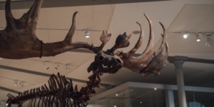 giant deer skeleton