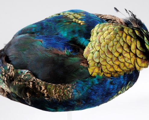 a hat made out of peacock feathers