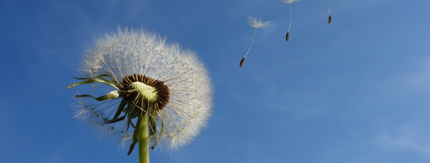 A dandelion clock with seeds blowing away in the wind, blue sky background