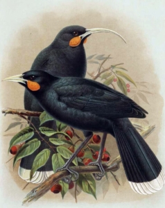 Painting of two black birds, one with a long curved beak and the other with a shorter beak