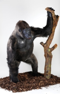 taxidermy gorilla with one hand on a tree