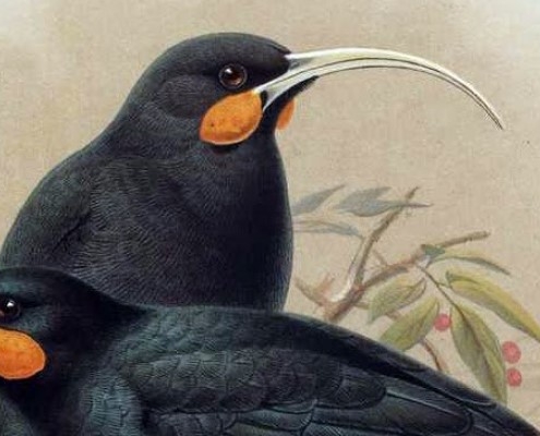 Painting of two huias - black birds, one with a long curved beak and the other with a shorter beak