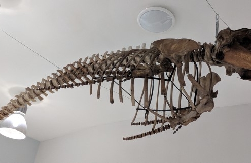 Long-finned pilot whale skeleton