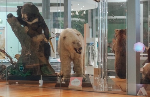 Taxidermy black bear, polar bear and seal in the life on earth gallery at leeds city museum