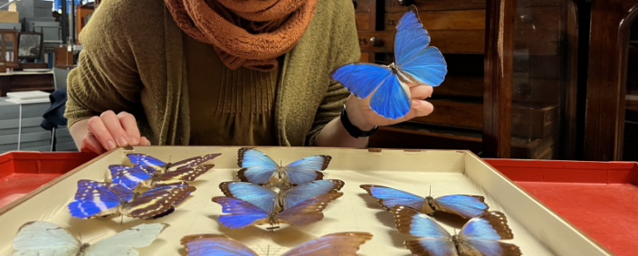 a person holding a bright blue iridescent butterfly, with more blue butterflies visible in a case