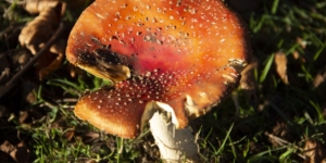 an orange and red mushroom on grass