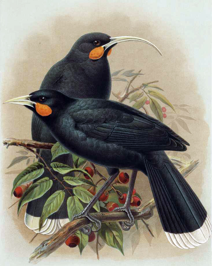 An illustration of two black bird with organge cheeks and long beaks called Huias