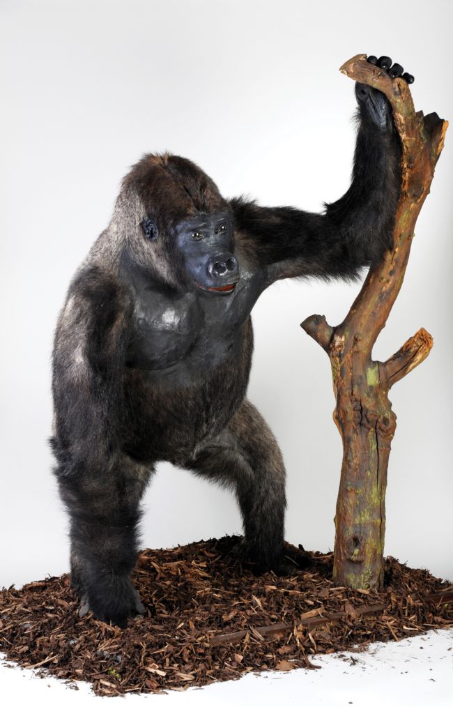 A taxidermy gorilla stood holding a branch