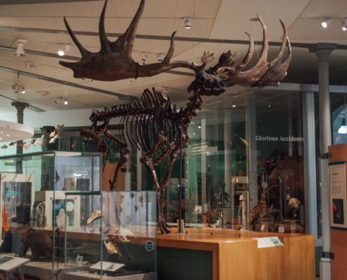 A view of the Life on Earth Gallery at Leeds City Museum with the Irish Elk skeleton in the forefront.