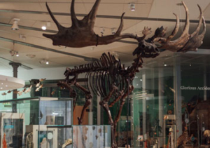 A skeleton of a giant Irish Elk in the Life on Earth gallery at Leeds City Museum.