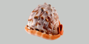 brown and white shell on a grey background