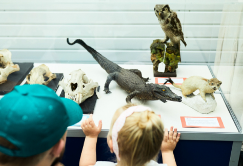 A man and child look into a glass cabinet with a taxidermy owl and crocodile