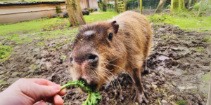 A hand feeding a piece of kale to a capybara