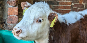 A white and brown cow calf at Temple Newsam Home Farm.